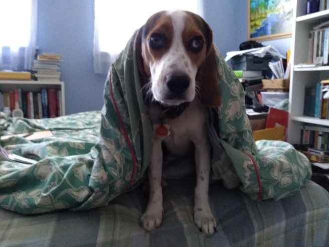 A beagle sitting on a bed, partially covered by a blanket, looking tired
